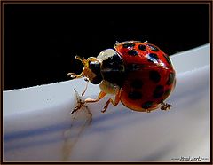 фото "beetle"