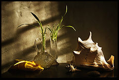 photo "The sea shells and sprouts of chlorofitum"