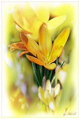 photo "***"