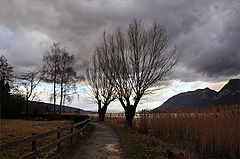 photo "Last winter's days"