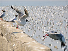 photo "Jonathan Livingston Seagull"