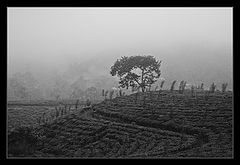 фото "NIL-ELLA ESTATE"