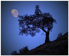 фото "Tree moon"