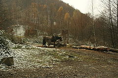 photo "Winter falls"