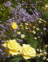 photo "Springtime"