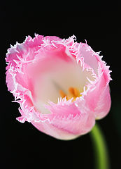 photo "***"