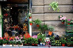 photo "flowers on the road"