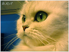 photo "***"
