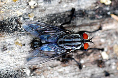 photo "Flyaway"
