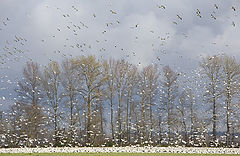 фото "Snow Geese"