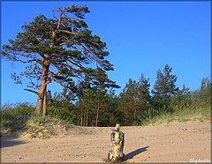 фото "Дюны у Белого моря.... или дерево и пень"