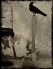 фото "Fake Free"