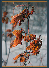 photo "***"