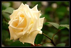 photo "White"