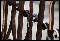 photo "Rusty"