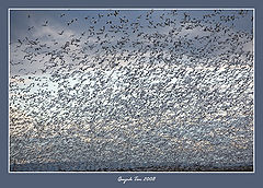 фото "Snow Geese"