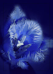 photo "***"