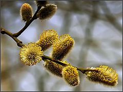 photo "First colors of spring"