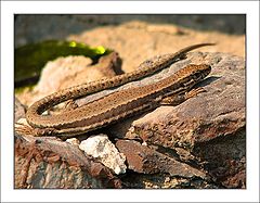 photo "lizard"