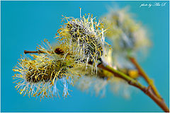 photo "***"