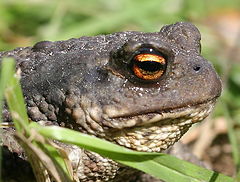 photo "Portrait!"