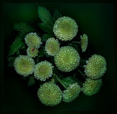 photo "green chrysanthemum"