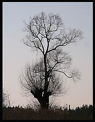 photo "***"