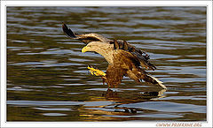 photo "Balance"