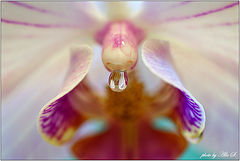 photo "***"