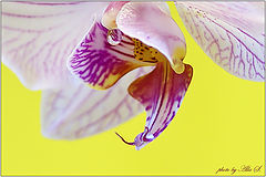 photo "***"