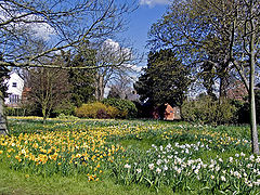 photo "Spring Flowers"