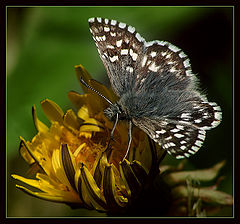 фото "маленькая весенняя бабочка"