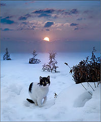 photo "***"