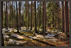 фото "В весеннем лесу"