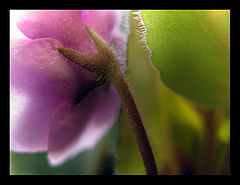 photo "Violet"