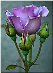photo "Lavendar Roses"