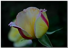 photo "Candy Stripe"