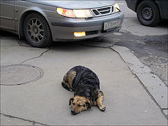 photo "Life of stray dogs in capital."