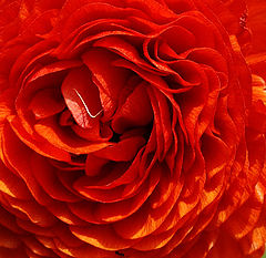 photo "Flame of love."