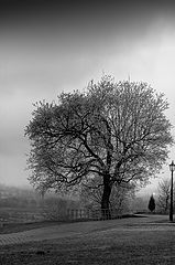 photo "***"