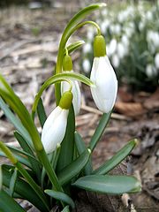 photo "Snowdrops"