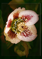 photo "***"