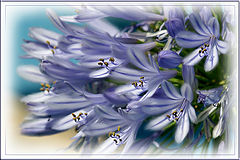 photo "***"
