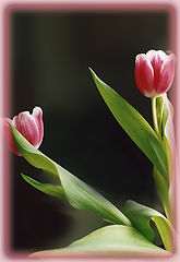 photo "Together#2"