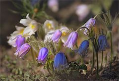 photo "Spring round dance"