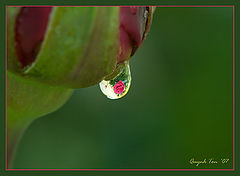 фото "Rose reflection"