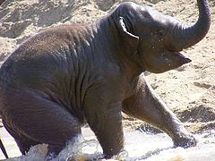 фото "Wildlife."