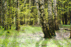 фото "весной"