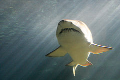 фото "Shark"