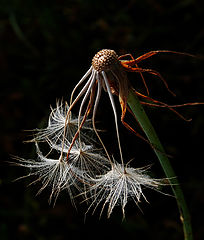 photo "Autumn of their life."